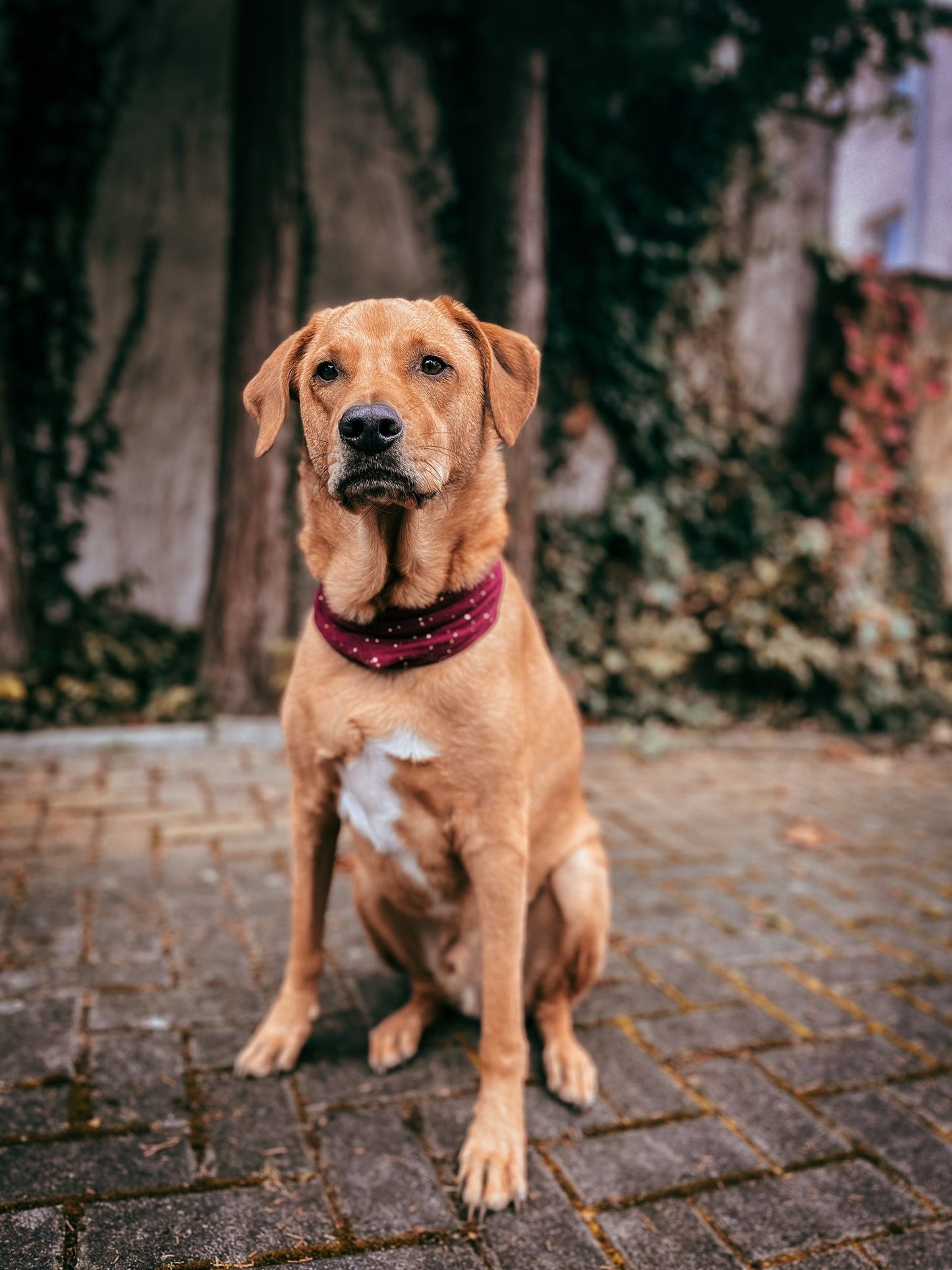 Musselin ; Musselinhalstuch ; Hundehalstuch ; Halstuch ; Halstuch für Hunde ; bordeaux ; Glitzer