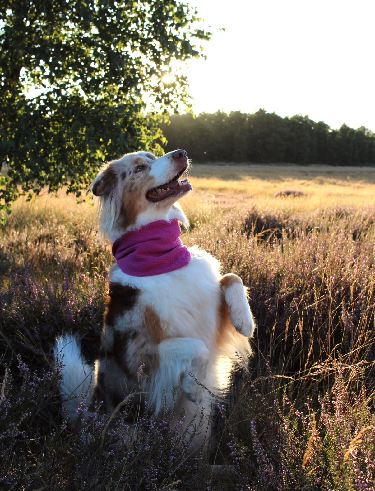 Hundehalstuch Musselin pink