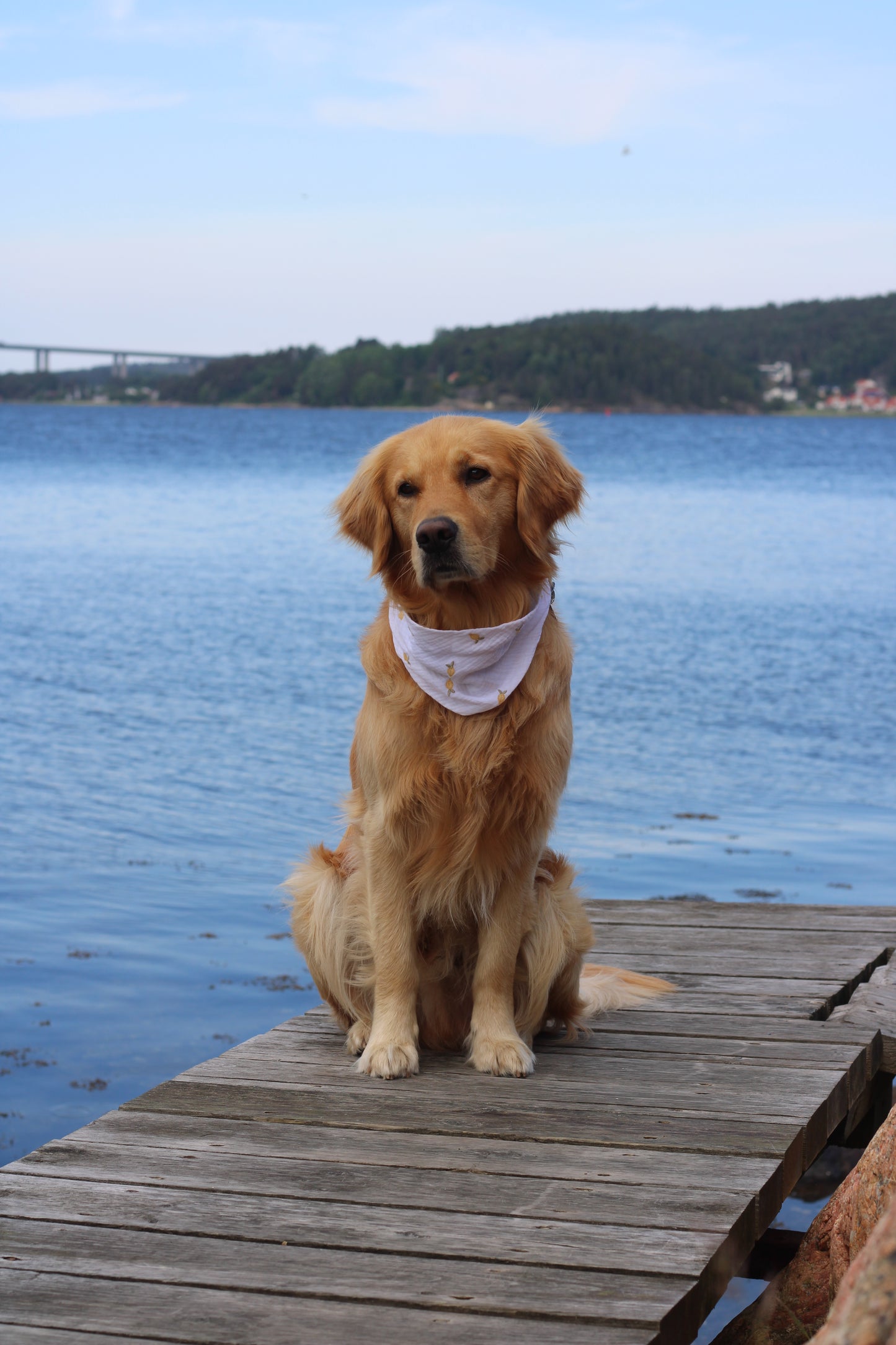 Musselin Hundehalstuch Zitrone