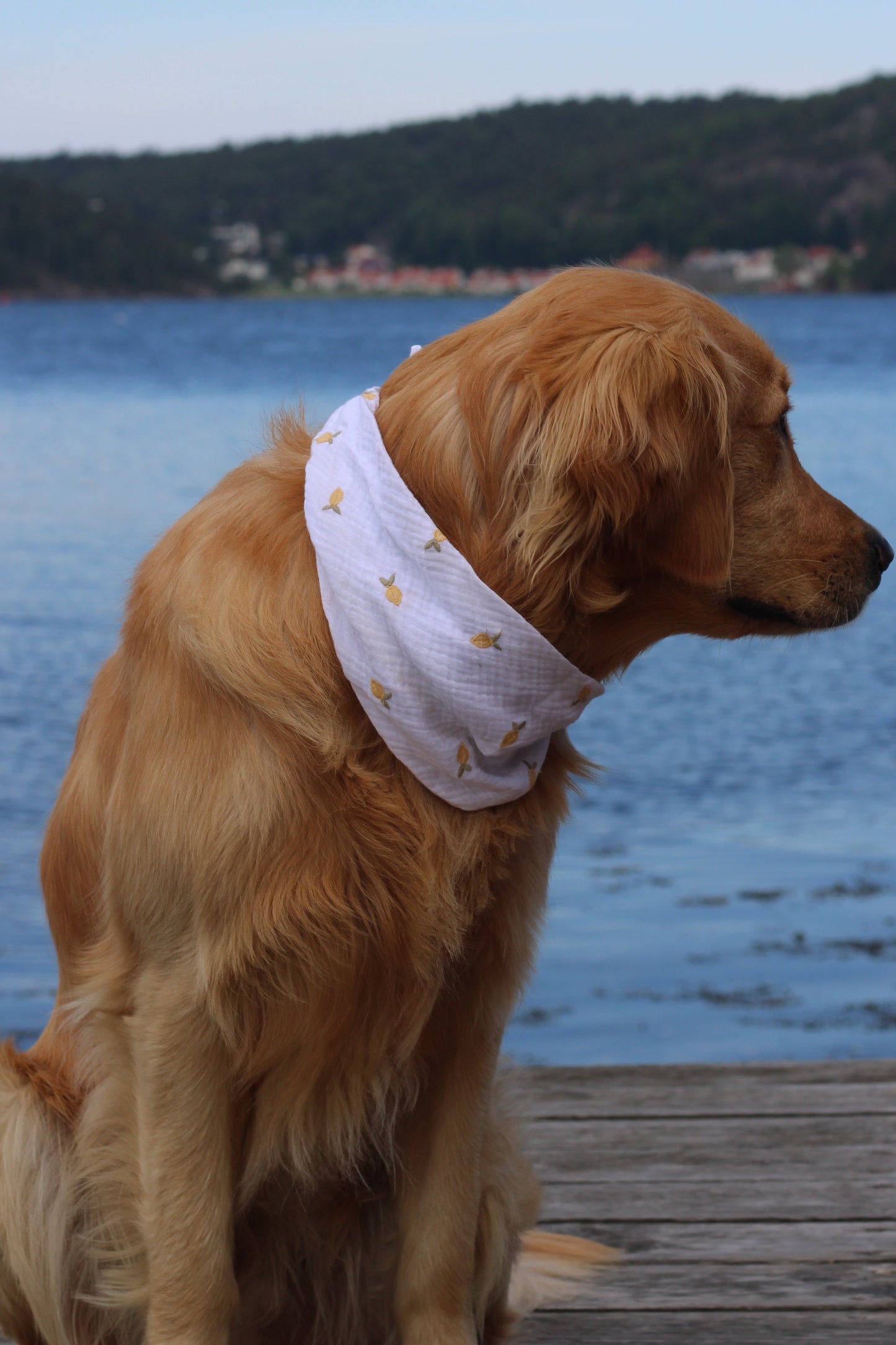 Partnerlookset Musselin Zitronen