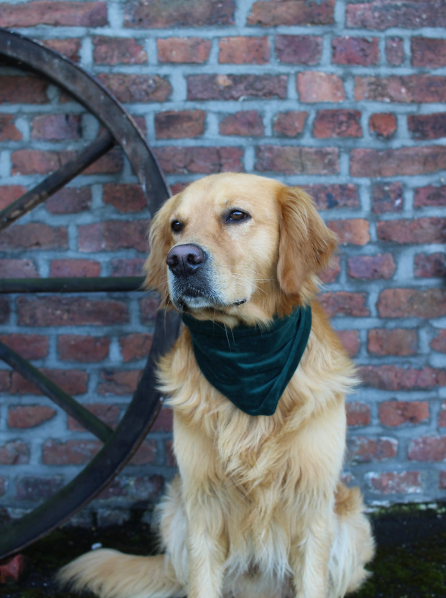 Nicki ; Nickihalstuch ; Hundehalstuch ; Halstuch ; Halstuch für Hunde ; bordeaux ; grün ; Partnerlook ; Pawtner ; Stirnband ; Haarband