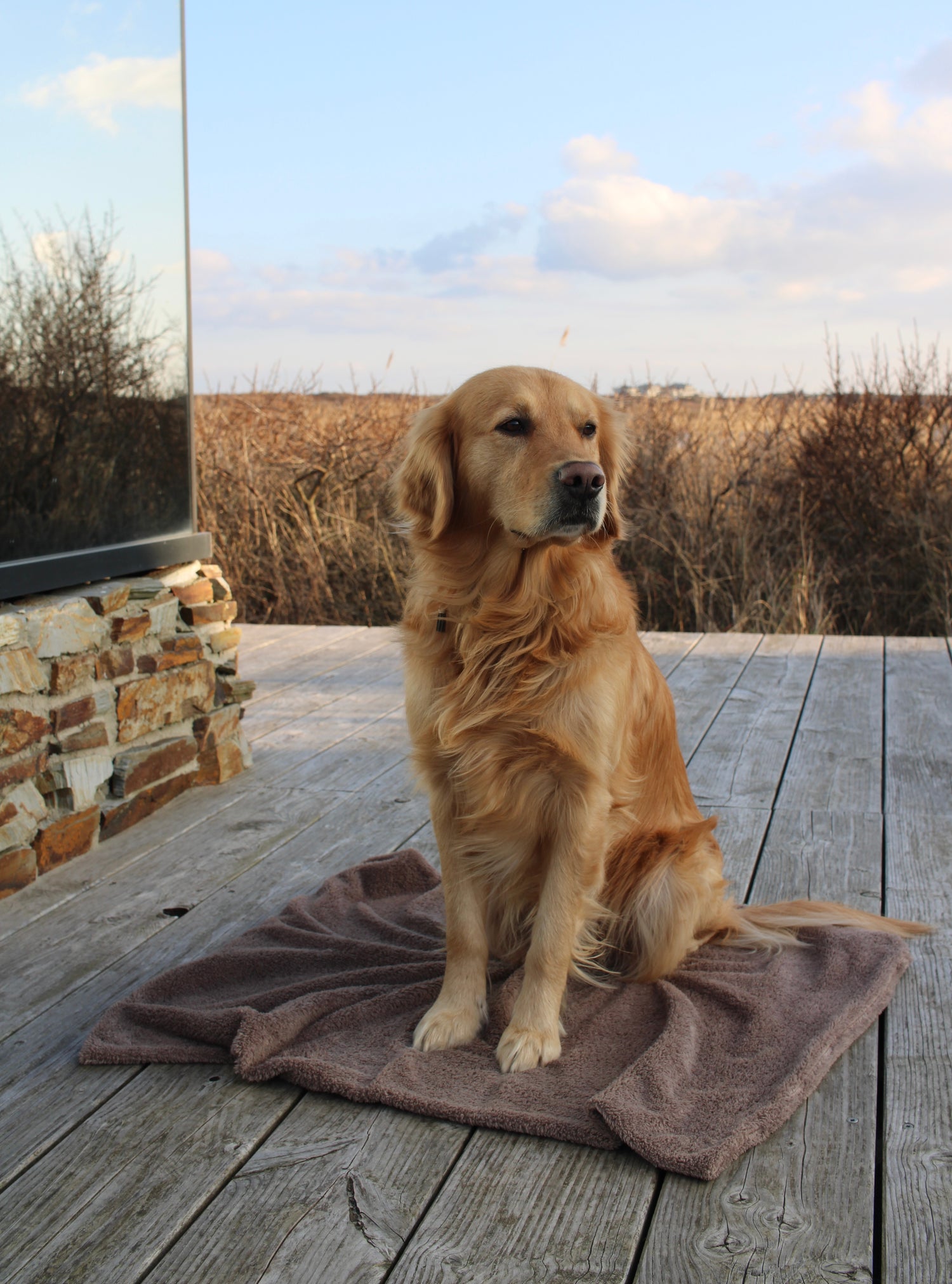 Teddydecke ; Kuscheldecke ; Decke ; Hundedecke ; kuschelig ; Teddy ; Teddystoff