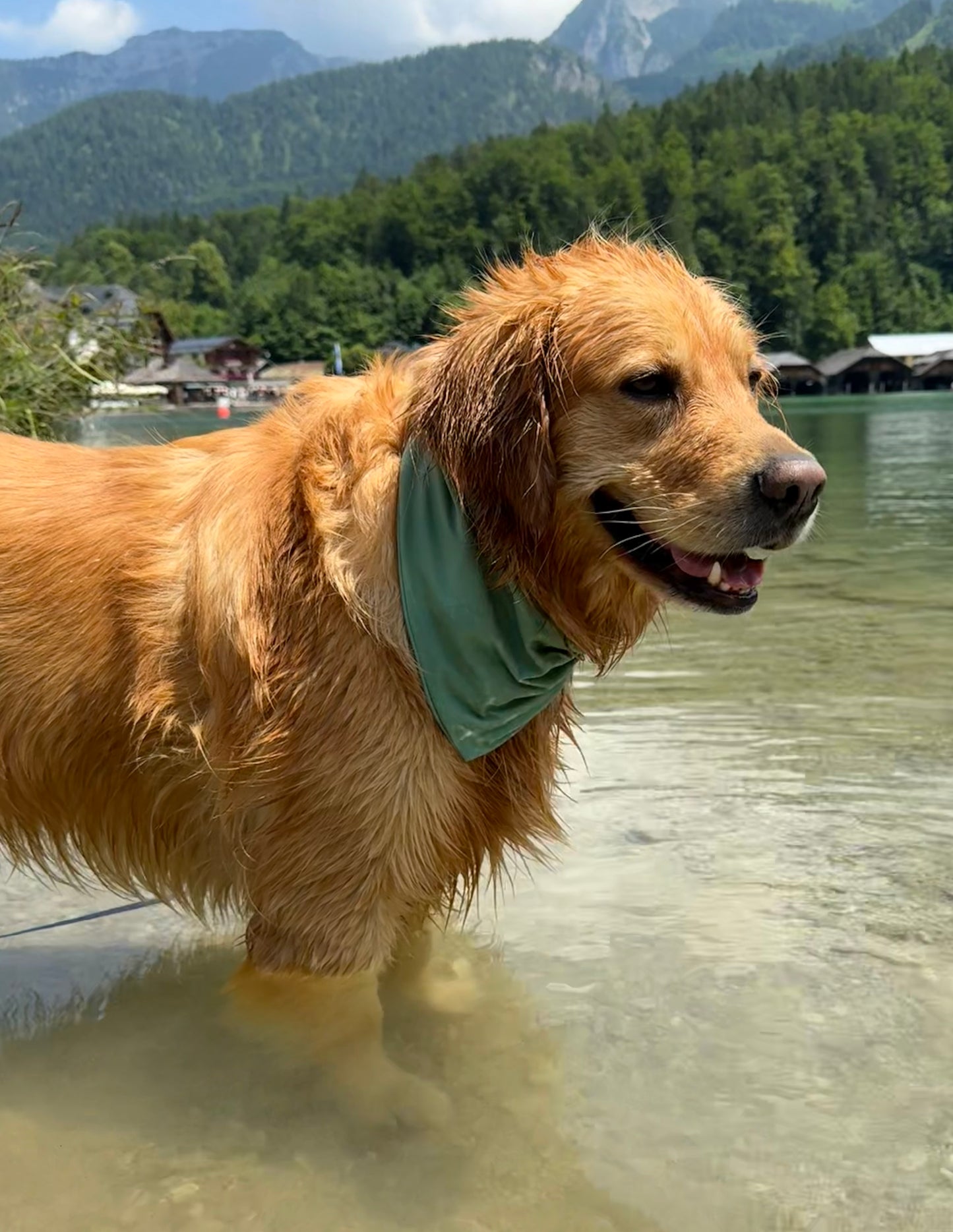 NIEUW!! Hondenzwembandana gemaakt van badstof