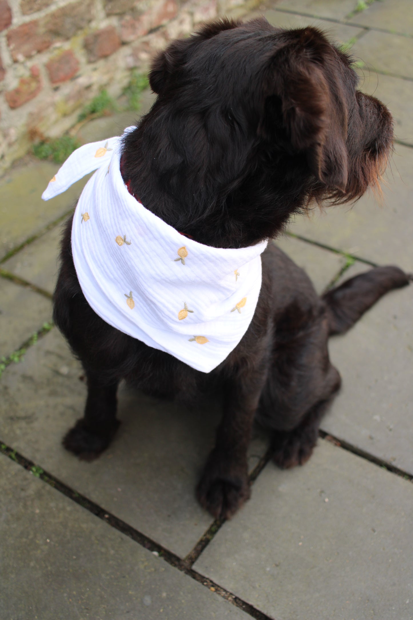 Musselin Hundehalstuch Zitrone