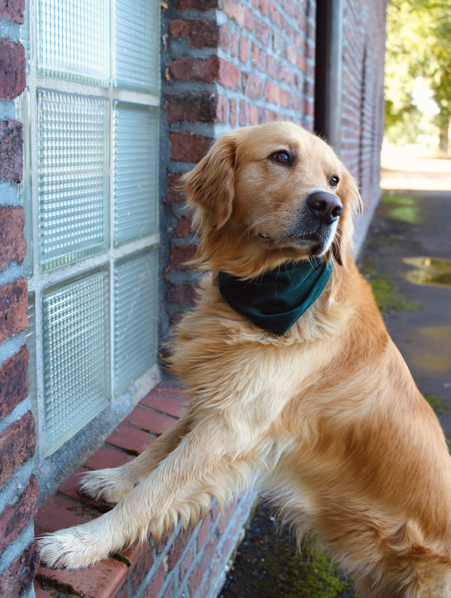 Hundehalstuch ; Halstuch für Hunde ; Halstuch ; Nicki ; Nickifleece ; Herbst ; Autumn ; weich ; kuschelig ; personalisiert ; Personalisierung