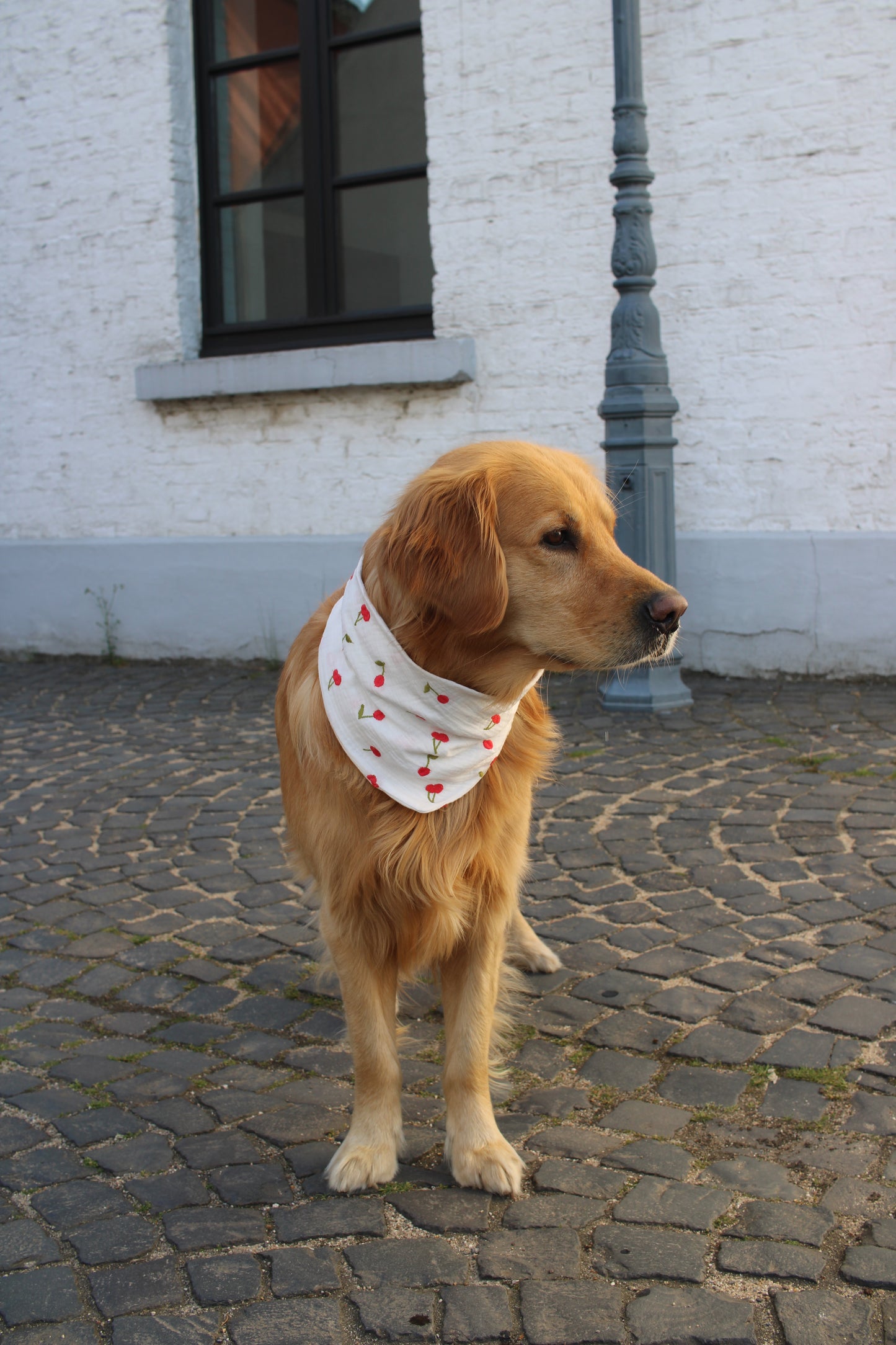 Musselin Hundehalstuch Cherry