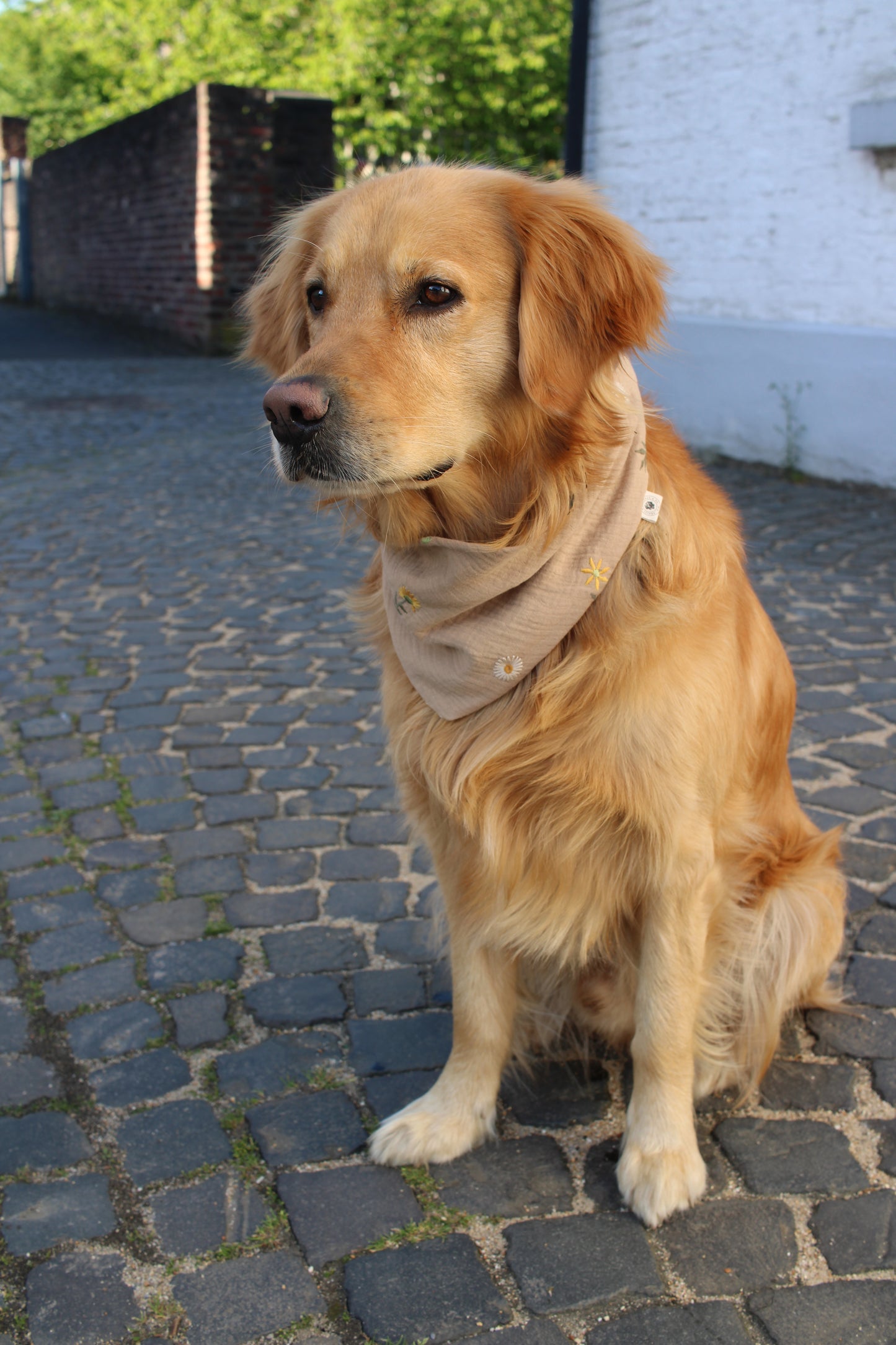 Musselin Hundehalstuch Flowers