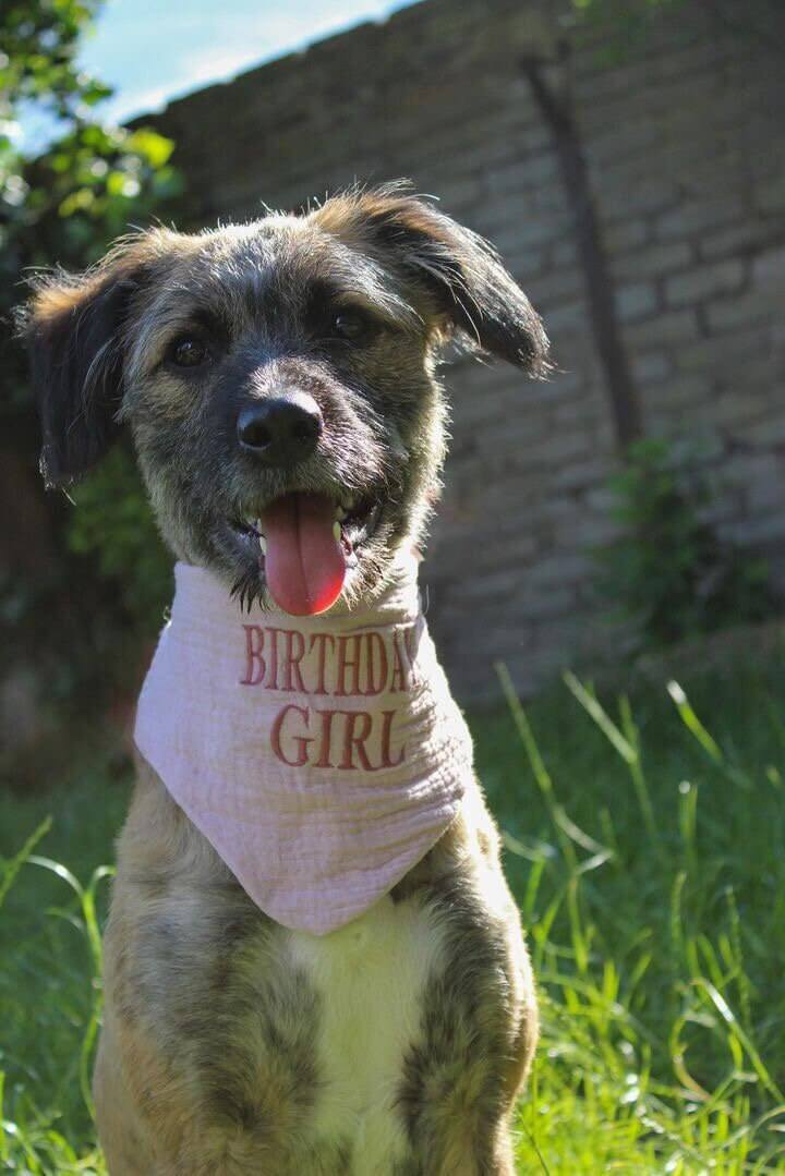 Hundehalstuch ; Halstuch für Hunde ; Geburtstag ; personalisiert ; Musselinhalstuch ; rosa