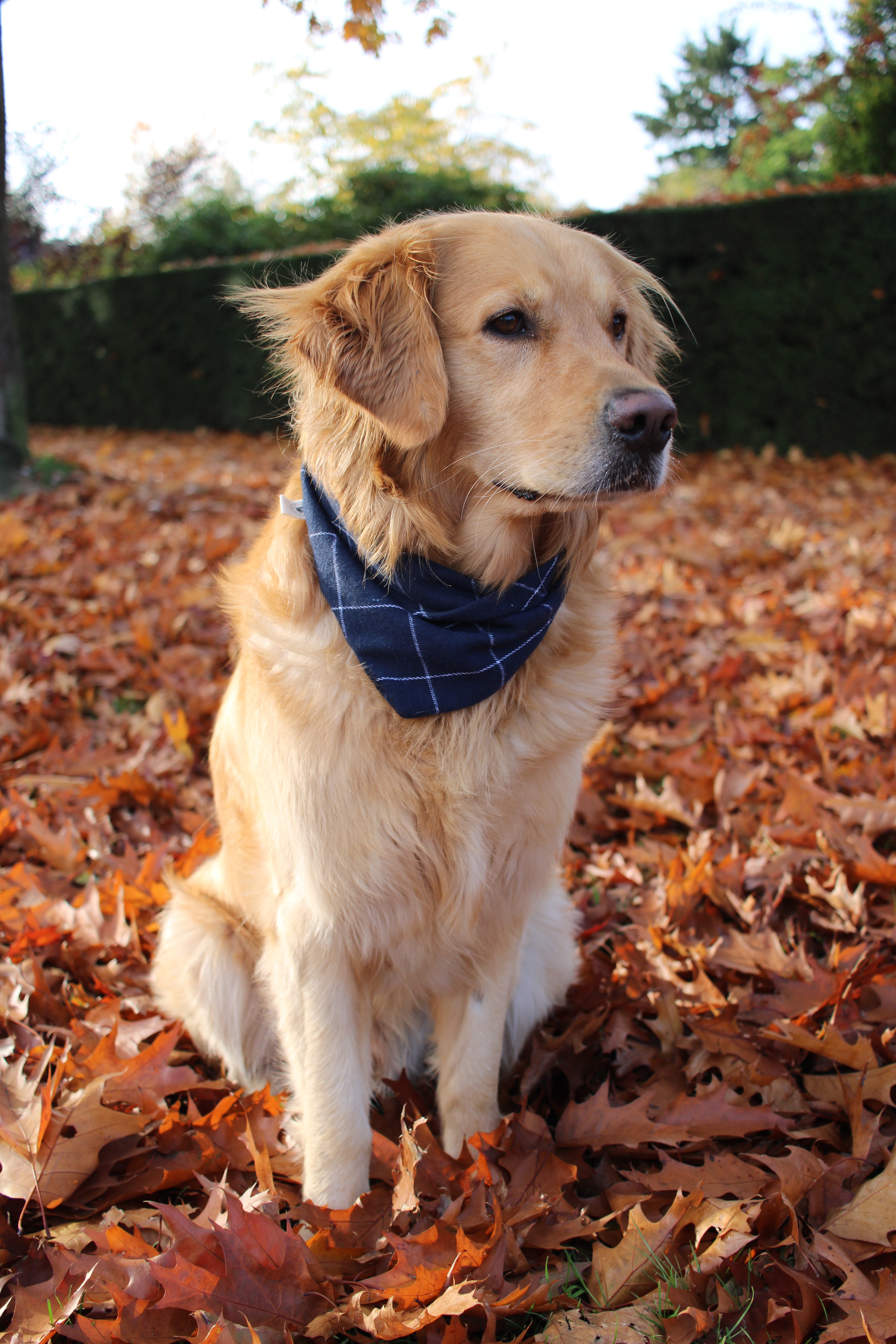 Sarybei Hundehalstücher, 2 Stück – Thanksgiving-Design, Polyester, Verstellbar, Orange & Braun