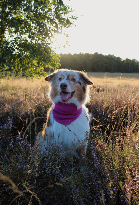 Hundehalstuch Musselin pink
