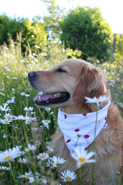 Musselin Hundehalstuch Erdbeere