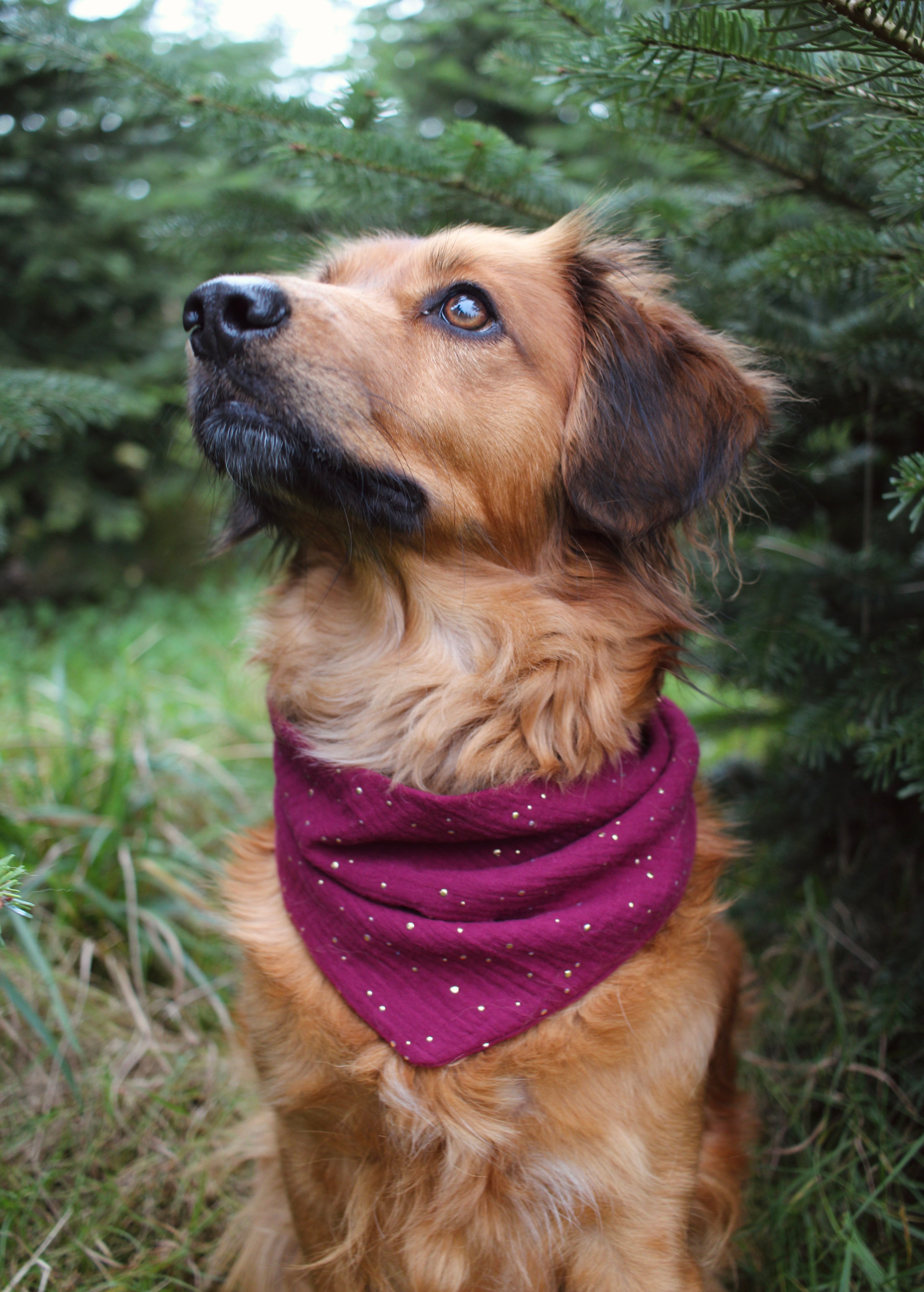 Musselin ; Musselinhalstuch ; Hundehalstuch ; Halstuch ; Halstuch für Hunde ; bordeaux ; Glitzer