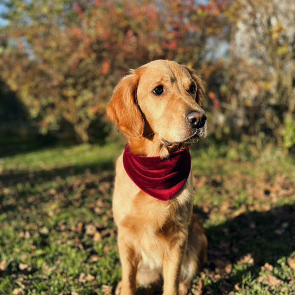 Nicki ; Nickihalstuch ; Hundehalstuch ; Halstuch ; Halstuch für Hunde ; bordeaux ; grün ; Partnerlook ; Pawtner ; Stirnband ; Haarband