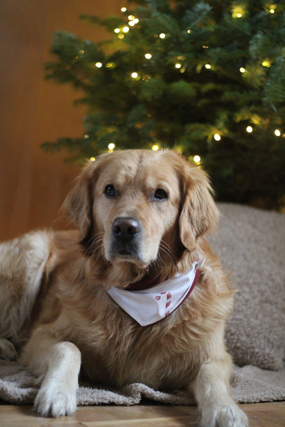 Wendehalstuch Zuckerstangen