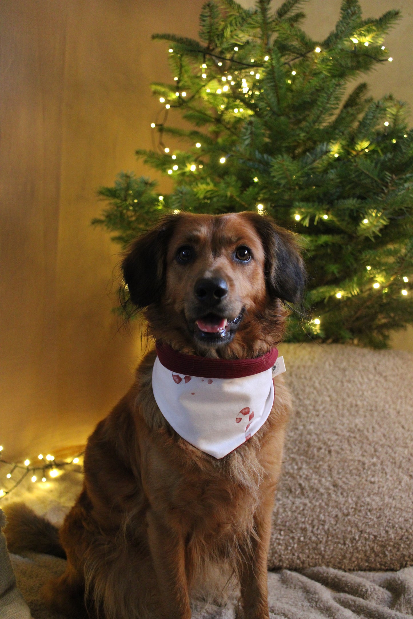 Wendehalstuch Zuckerstangen