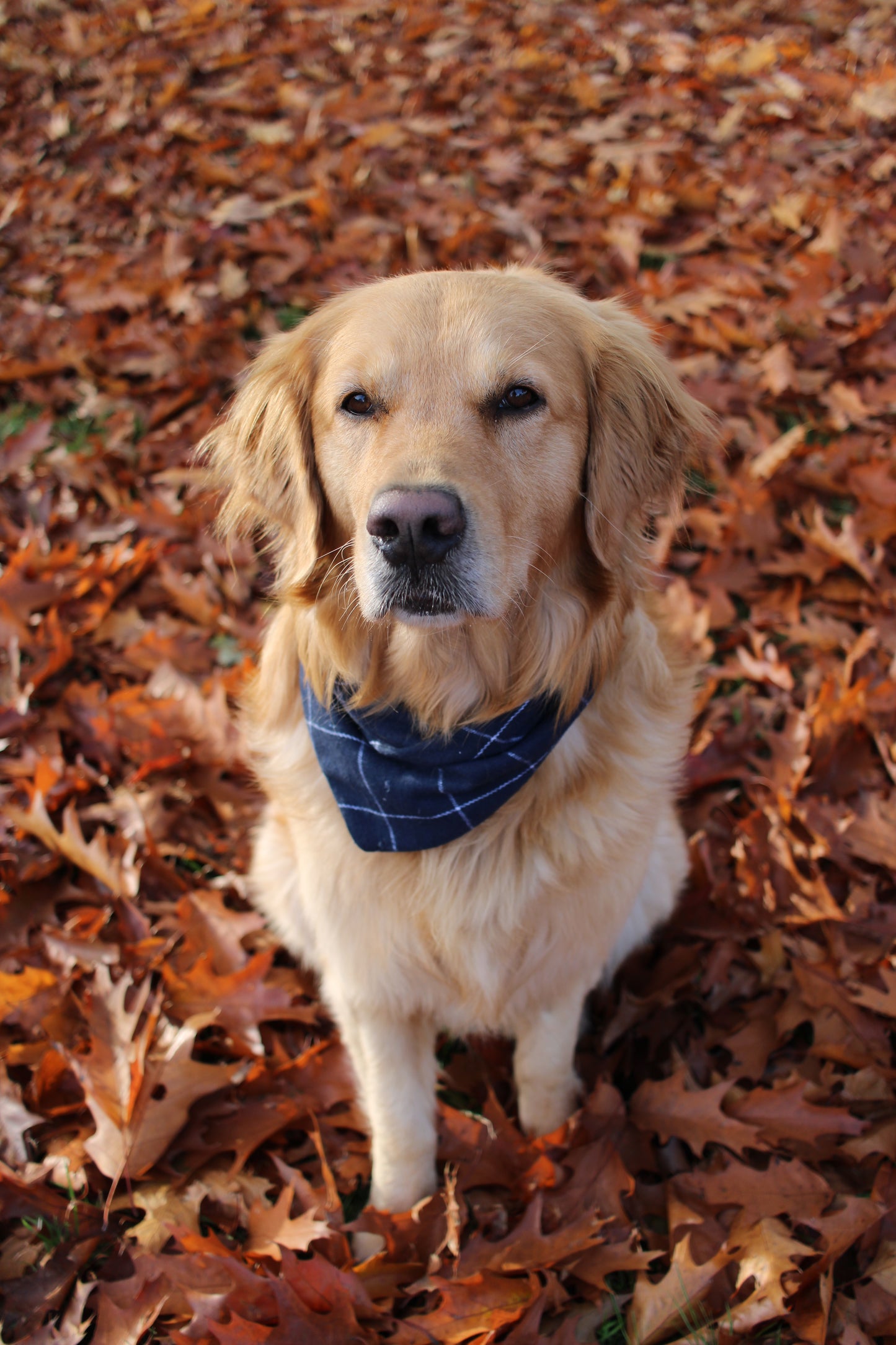 Flanellhalstuch Blue - LIMITED EDITION