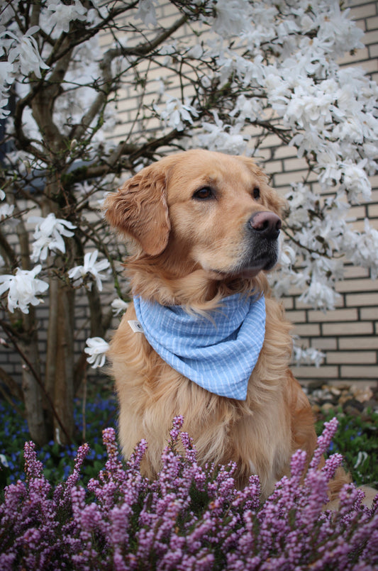 Musselin Hundehalstuch Blue Stripes