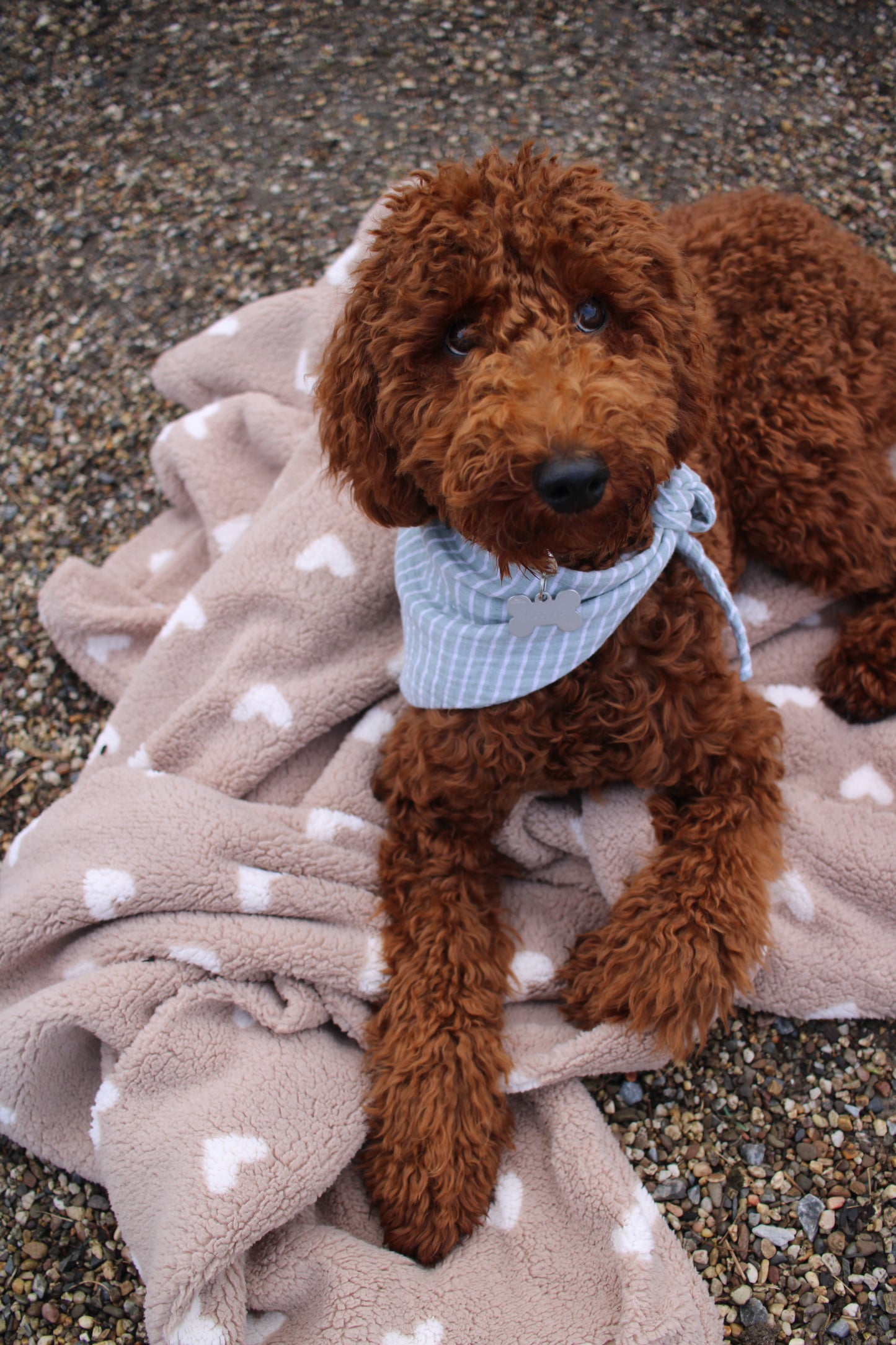 Teddykuscheldecke Herzchen