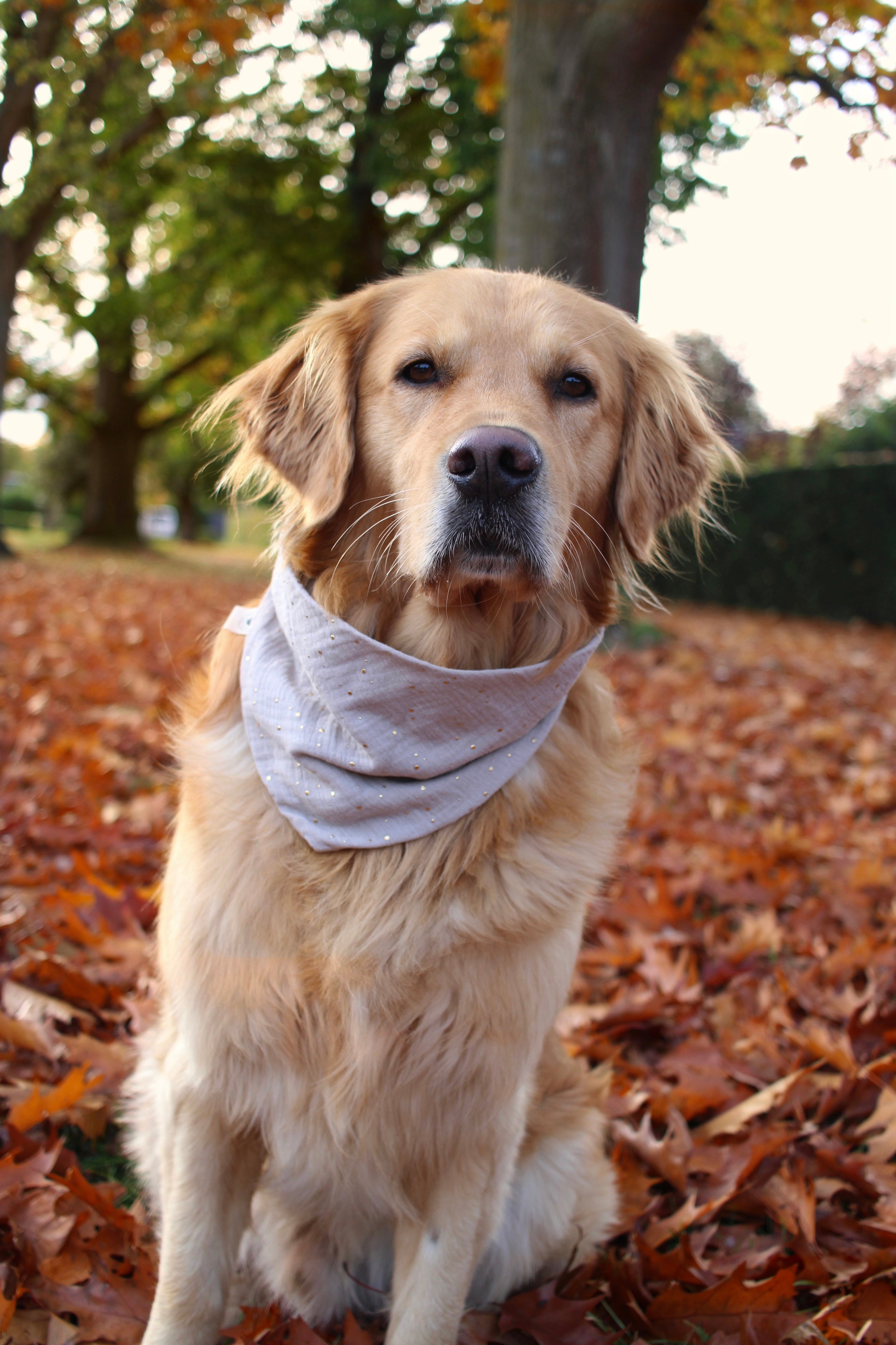Sarybei Hundehalstücher, 2 Stück – Thanksgiving-Design, Polyester, Verstellbar, Orange & Braun
